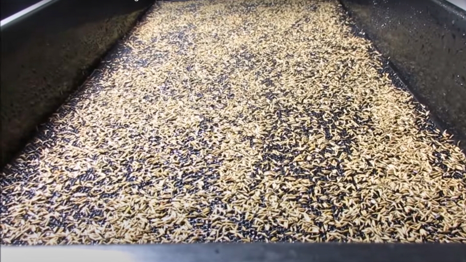 Choosing The Right Seeds