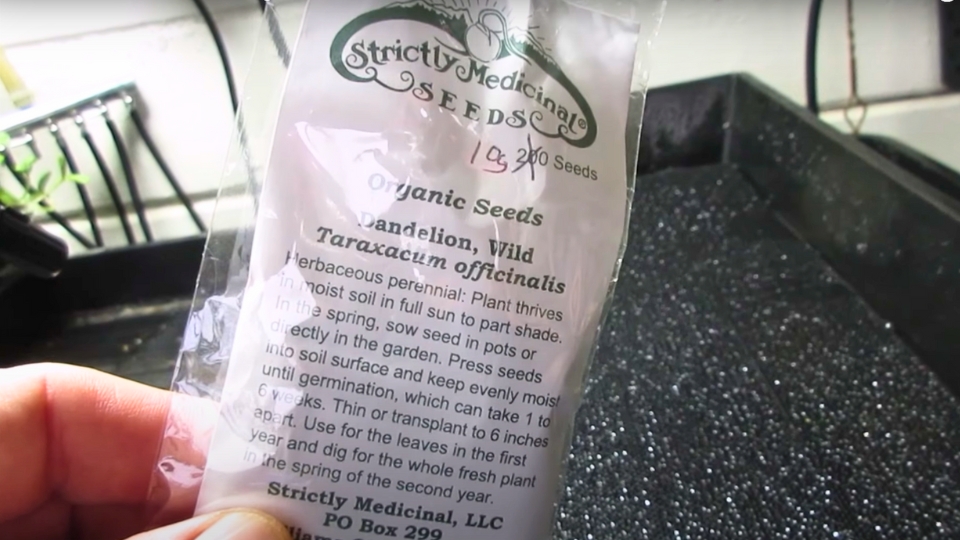 The Appeal Of Dandelion Microgreens