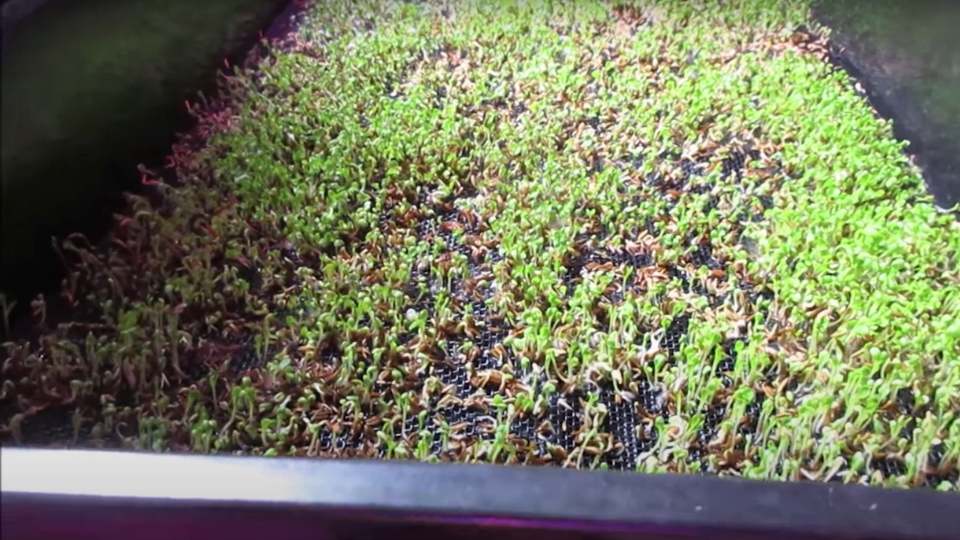 The Planting Process