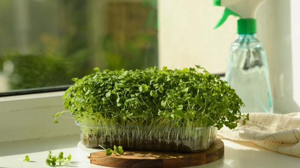 Caring For Daikon Radish Microgreens