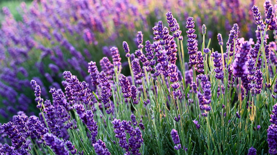 Characteristics Of Hidcote Blue Lavender