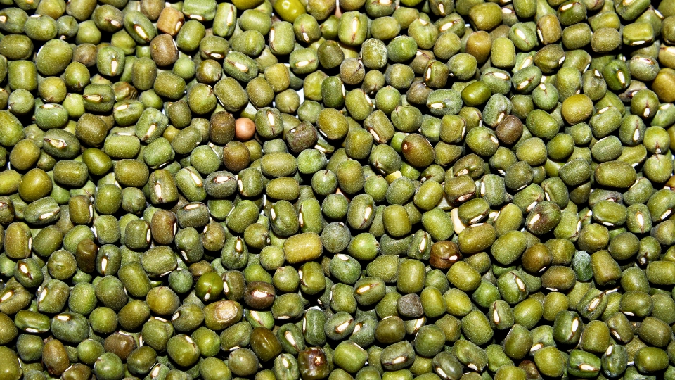 Choosing The Right Mung Beans Variety