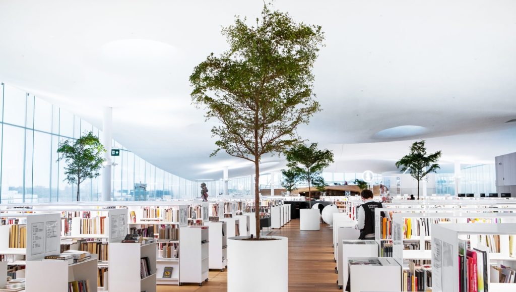 Bucida Buceras: Growing Conditions