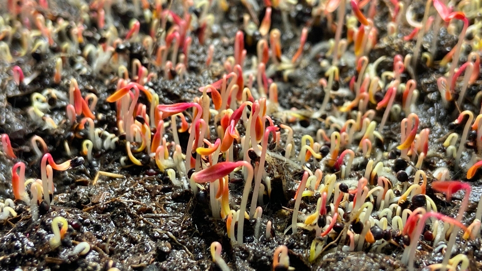 Growing Red Garnet Amaranth Microgreens