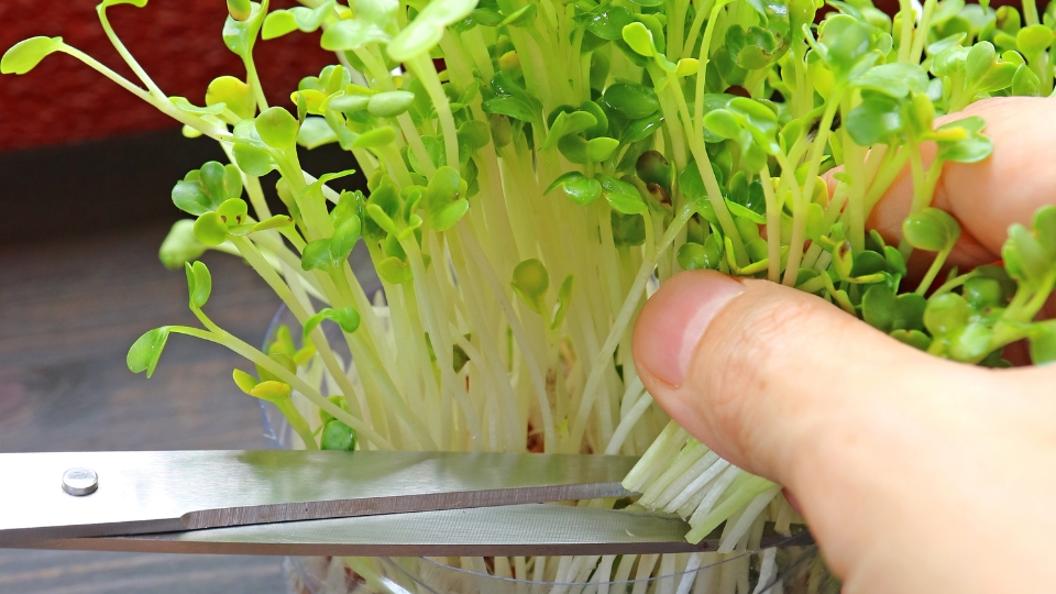 Harvesting Daikon Radish Microgreens