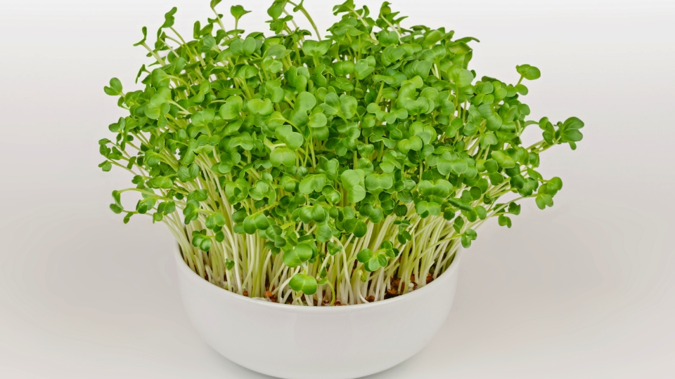How to Grow Daikon Radish Microgreens