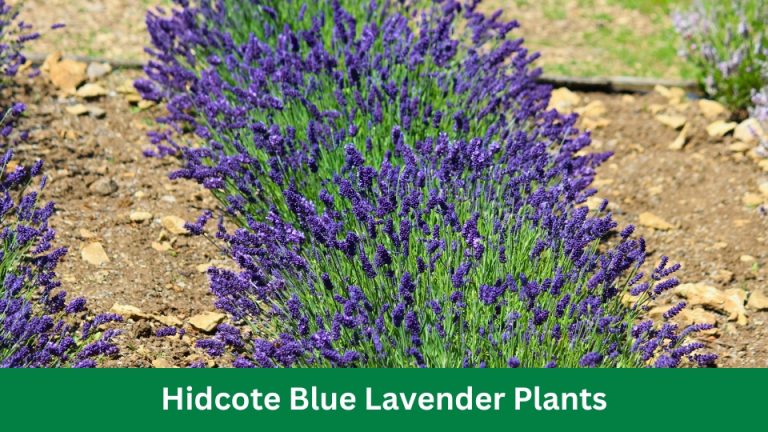 Hidcote Blue Lavender Plants: These Stunning Blooms