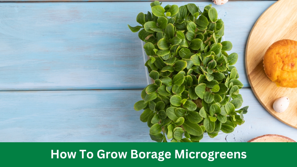 How To Grow Borage Microgreens
