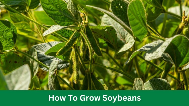 How To Grow Soybeans: Expert Tips for Optimum Yield