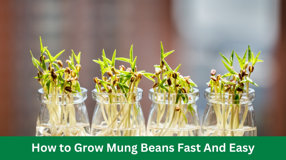 How to Grow Mung Beans Fast And Easy