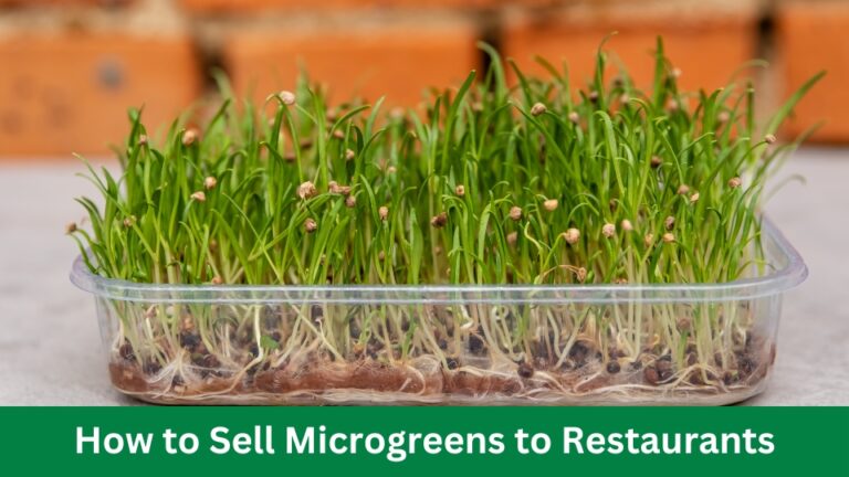 How to Sell Microgreens to Restaurants