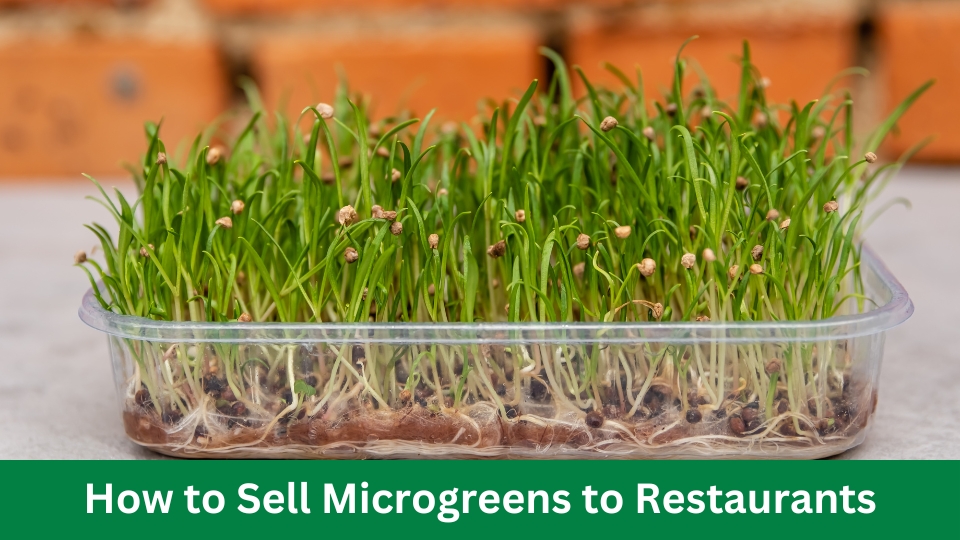 How to Sell Microgreens to Restaurants