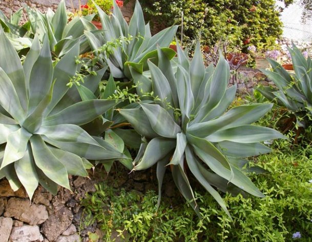 Indoor Agave Planting And Potting