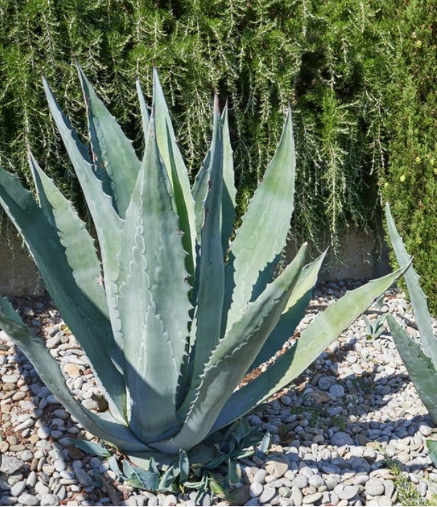 Nurturing And Maintenance Tips