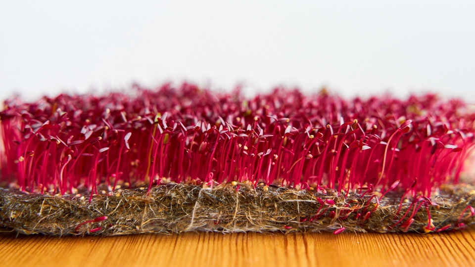 Nutritional Benefits Of Red Garnet Amaranth Microgreens