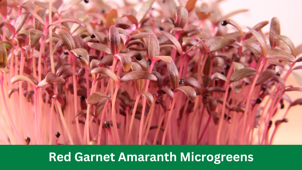 Red Garnet Amaranth Microgreens