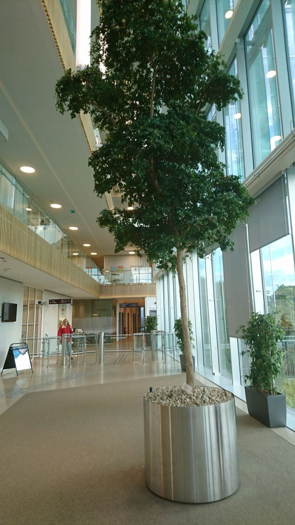 Showcasing Bucida Buceras