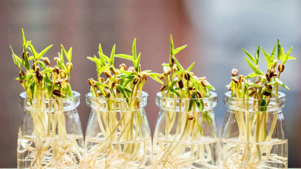 Storing And Using Mung Beans