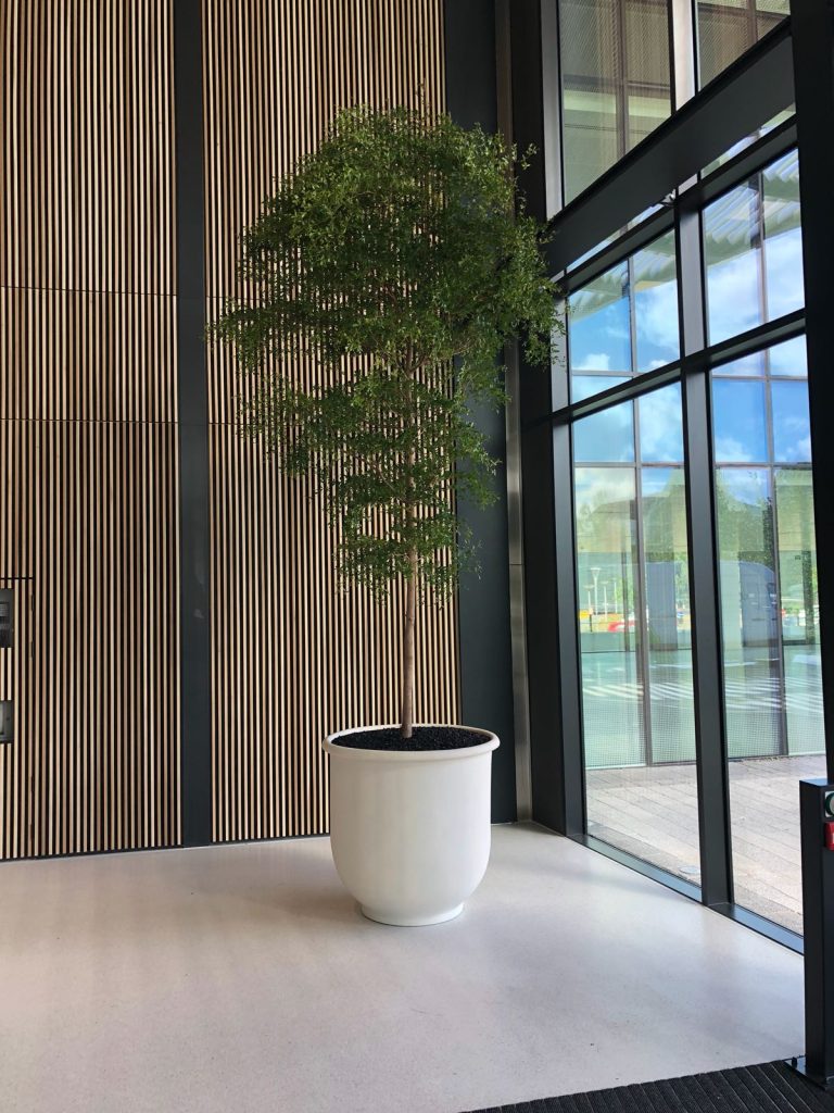 Understanding Bucida Buceras