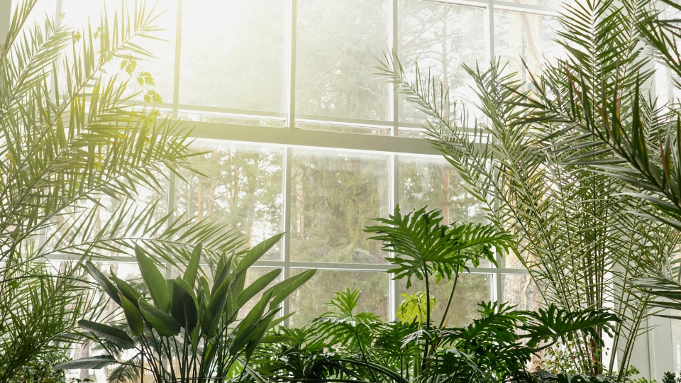 Understanding The Impact Of Cold On Indoor Plants