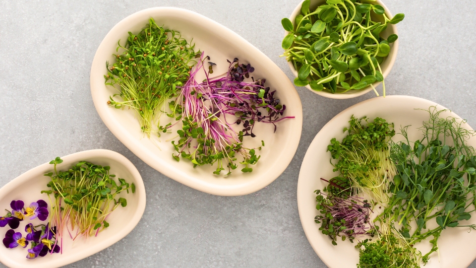 Red Russian Kale microgreens Common Issues And Troubleshooting