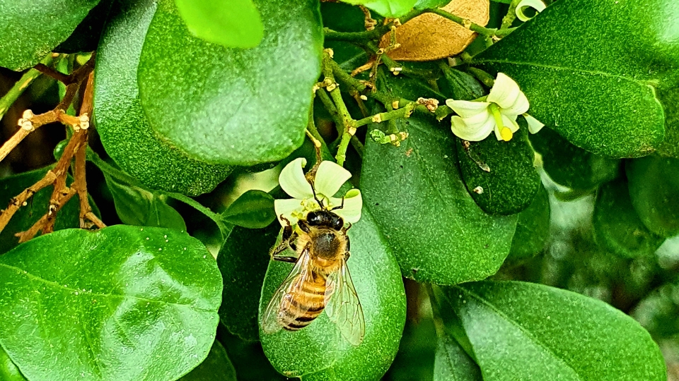 How Pollen Contributes To The Pollination Process