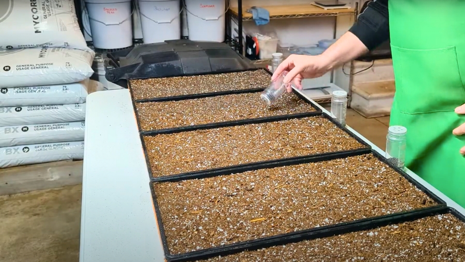 Step-by-step Guide To Growing Red Russian Kale Microgreens